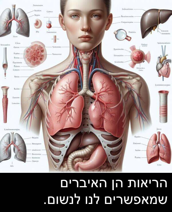 האיברים: הריאות הן האיברים שמאפשרים לנו לנשום.