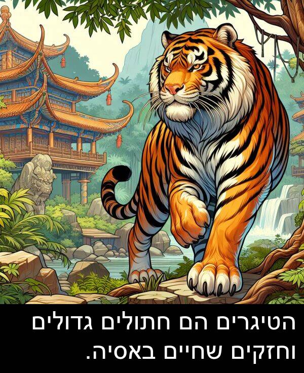 באסיה: הטיגרים הם חתולים גדולים וחזקים שחיים באסיה.