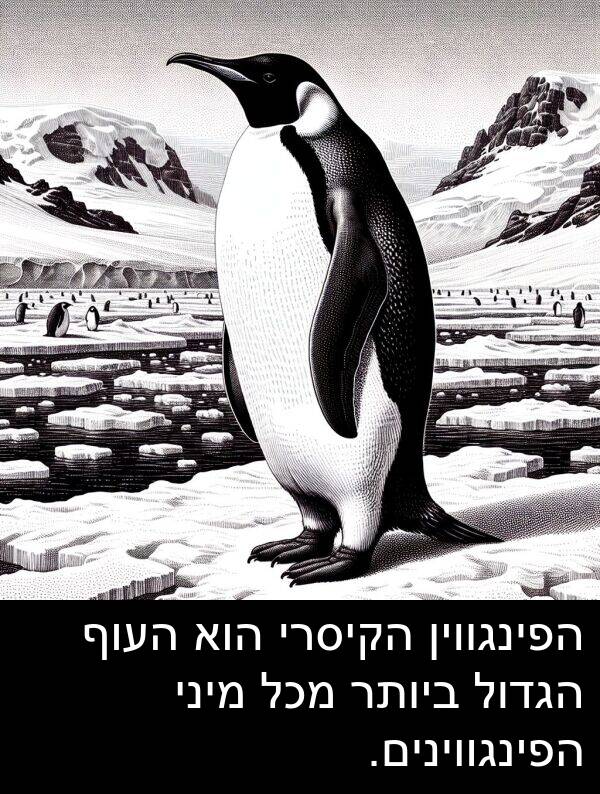 הפינגווין: הפינגווין הקיסרי הוא העוף הגדול ביותר מכל מיני הפינגווינים.