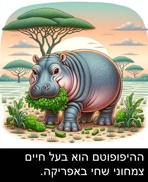 צמחוני: ההיפופוטם הוא בעל חיים צמחוני שחי באפריקה.