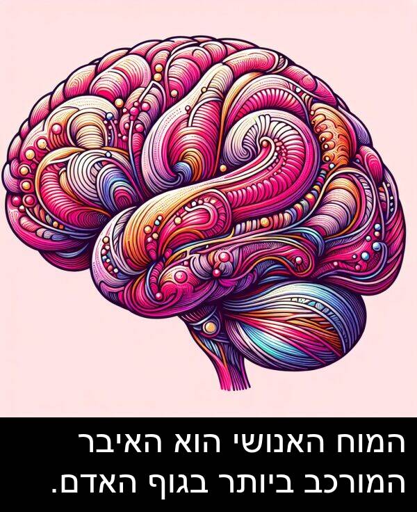 בגוף: המוח האנושי הוא האיבר המורכב ביותר בגוף האדם.