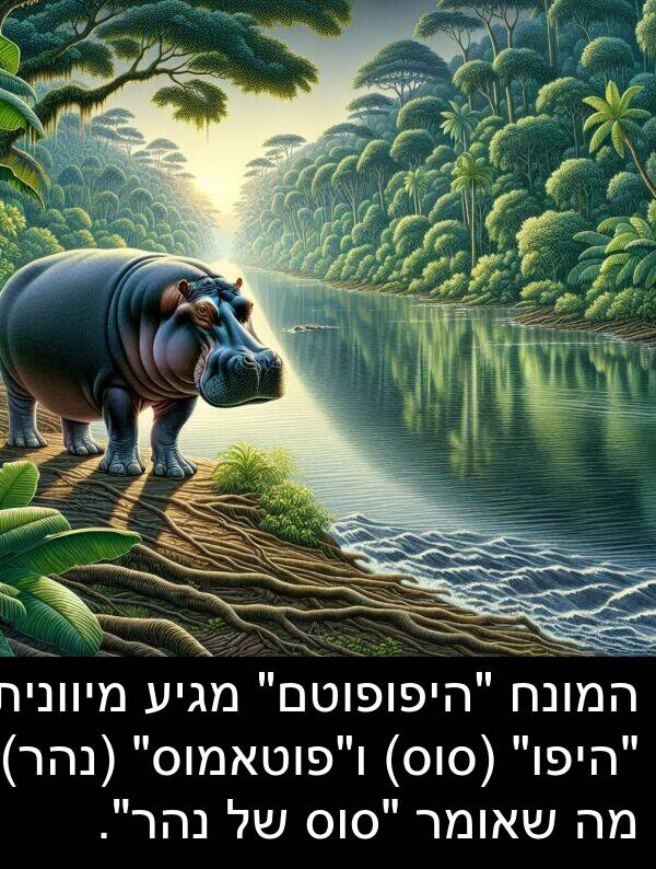 מגיע: המונח "היפופוטם" מגיע מיוונית "היפו" (סוס) ו"פוטאמוס" (נהר), מה שאומר "סוס של נהר".