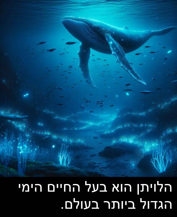 הימי: הלויתן הוא בעל החיים הימי הגדול ביותר בעולם.