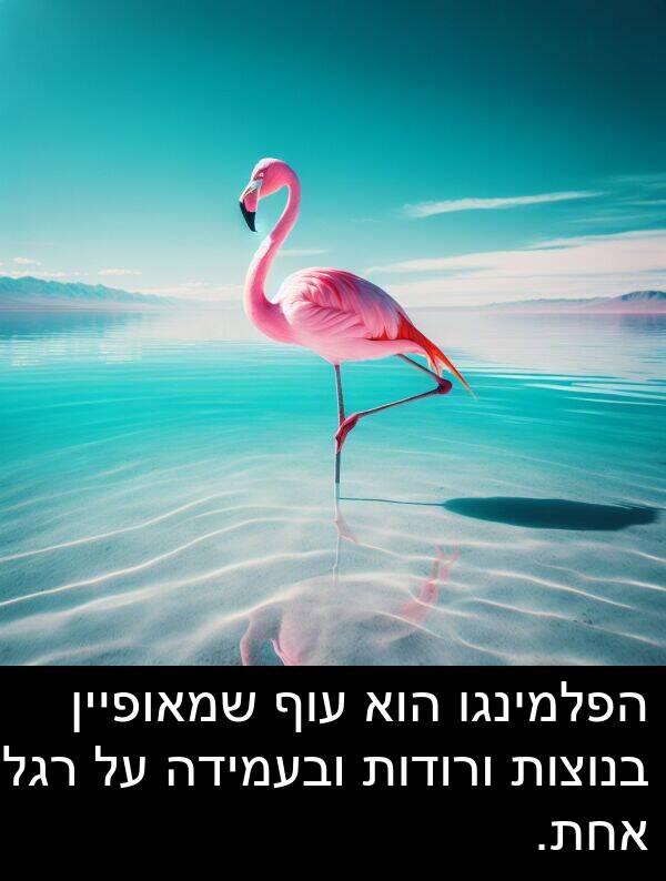 עוף: הפלמינגו הוא עוף שמאופיין בנוצות ורודות ובעמידה על רגל אחת.