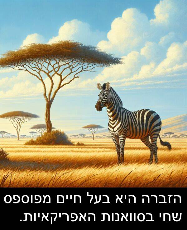חיים: הזברה היא בעל חיים מפוספס שחי בסוואנות האפריקאיות.