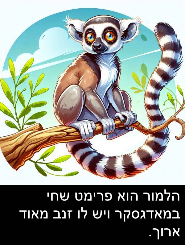 פרימט: הלמור הוא פרימט שחי במאדגסקר ויש לו זנב מאוד ארוך.