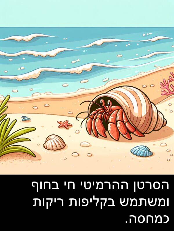 ריקות: הסרטן ההרמיטי חי בחוף ומשתמש בקליפות ריקות כמחסה.