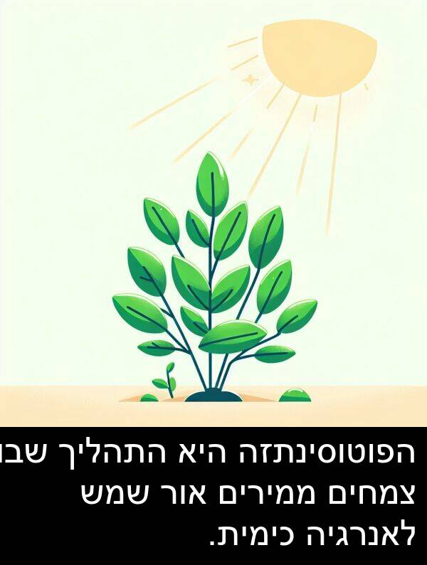 ממירים: הפוטוסינתזה היא התהליך שבו צמחים ממירים אור שמש לאנרגיה כימית.