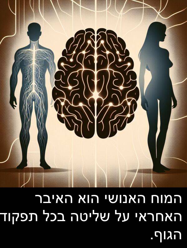 תפקודי: המוח האנושי הוא האיבר האחראי על שליטה בכל תפקודי הגוף.