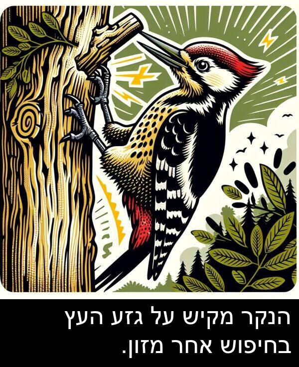אחר: הנקר מקיש על גזע העץ בחיפוש אחר מזון.