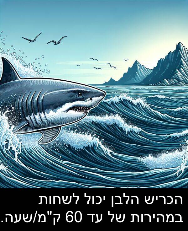 יכול: הכריש הלבן יכול לשחות במהירות של עד 60 ק"מ/שעה.