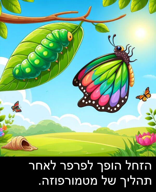 תהליך: הזחל הופך לפרפר לאחר תהליך של מטמורפוזה.