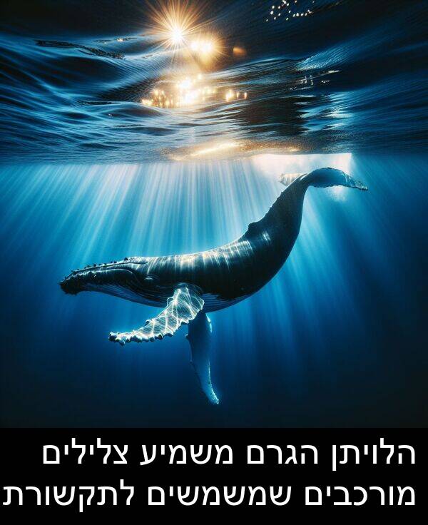 צלילים: הלויתן הגרם משמיע צלילים מורכבים שמשמשים לתקשורת.