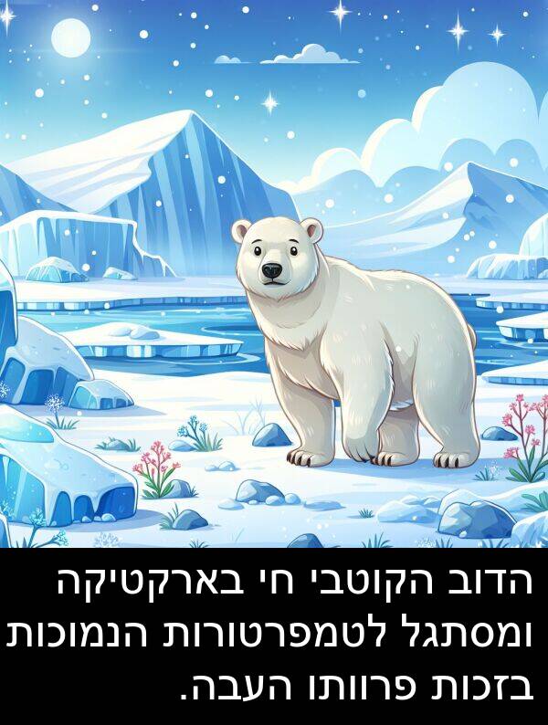 בארקטיקה: הדוב הקוטבי חי בארקטיקה ומסתגל לטמפרטורות הנמוכות בזכות פרוותו העבה.