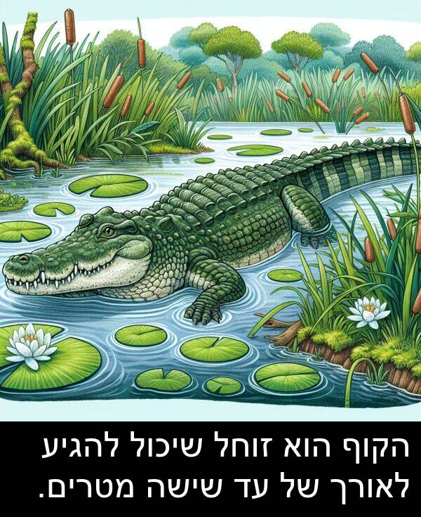 זוחל: הקוף הוא זוחל שיכול להגיע לאורך של עד שישה מטרים.
