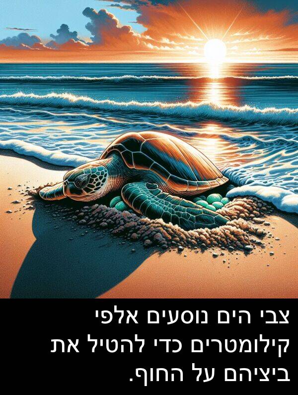 קילומטרים: צבי הים נוסעים אלפי קילומטרים כדי להטיל את ביציהם על החוף.