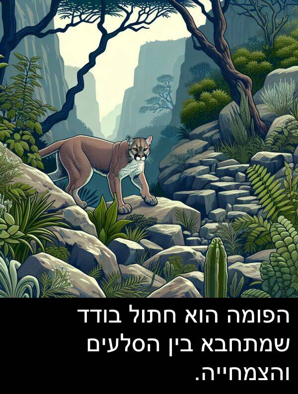 והצמחייה: הפומה הוא חתול בודד שמתחבא בין הסלעים והצמחייה.