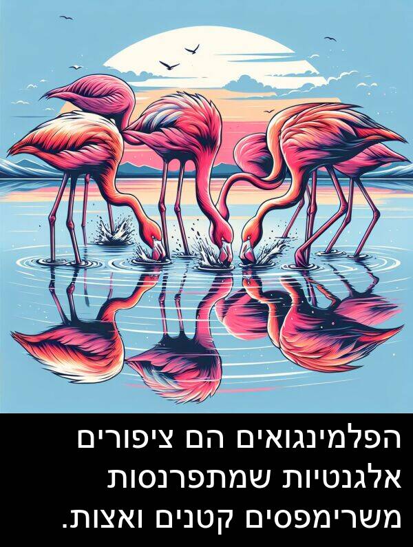 ציפורים: הפלמינגואים הם ציפורים אלגנטיות שמתפרנסות משרימפסים קטנים ואצות.