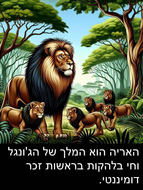 זכר: האריה הוא המלך של הג'ונגל וחי בלהקות בראשות זכר דומיננטי.
