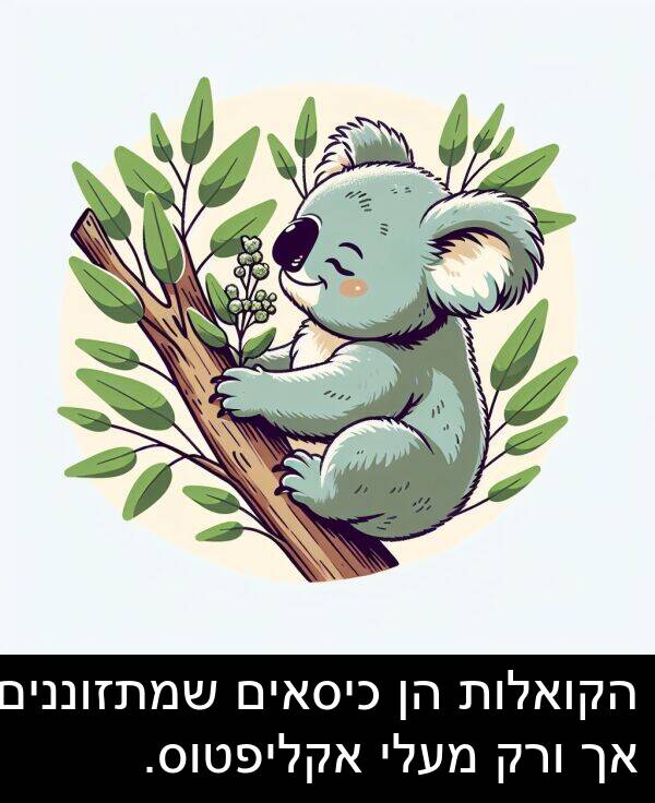 מעלי: הקואלות הן כיסאים שמתזוננים אך ורק מעלי אקליפטוס.