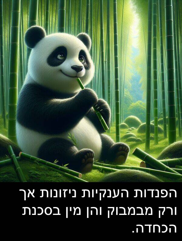 מבמבוק: הפנדות הענקיות ניזונות אך ורק מבמבוק והן מין בסכנת הכחדה.