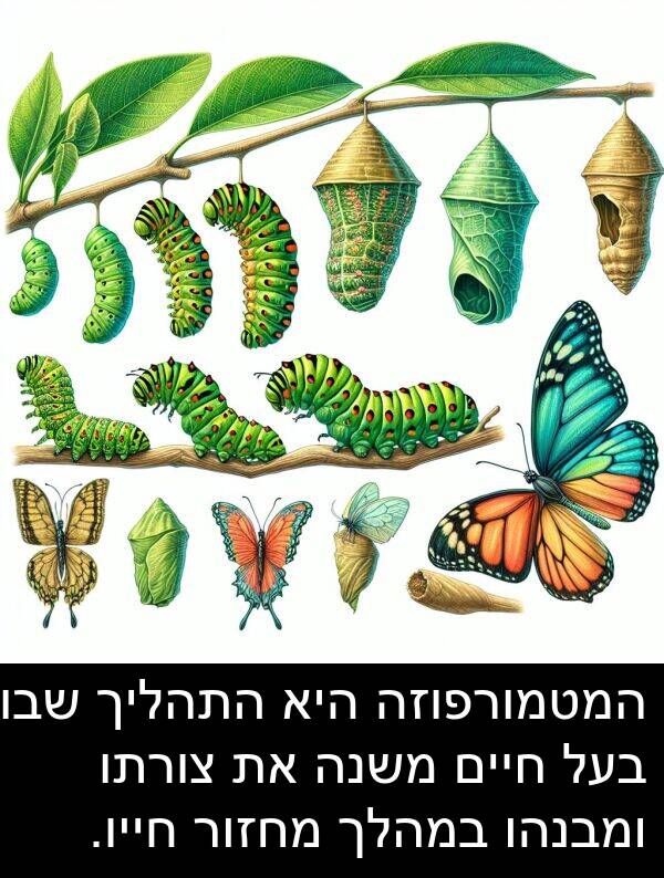 צורתו: המטמורפוזה היא התהליך שבו בעל חיים משנה את צורתו ומבנהו במהלך מחזור חייו.