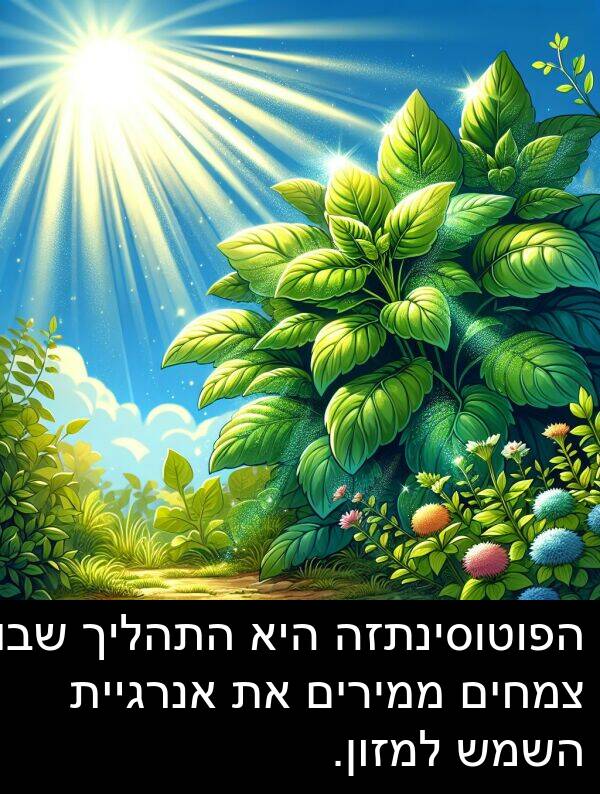 ממירים: הפוטוסינתזה היא התהליך שבו צמחים ממירים את אנרגיית השמש למזון.