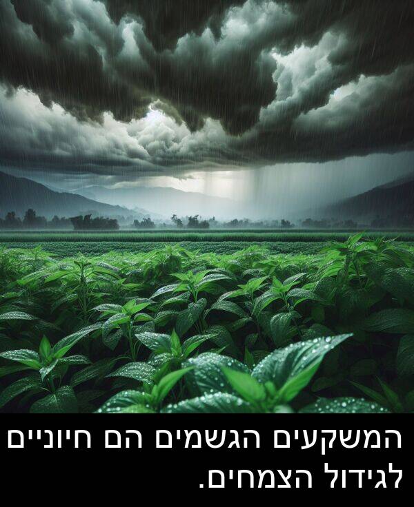 חיוניים: המשקעים הגשמים הם חיוניים לגידול הצמחים.