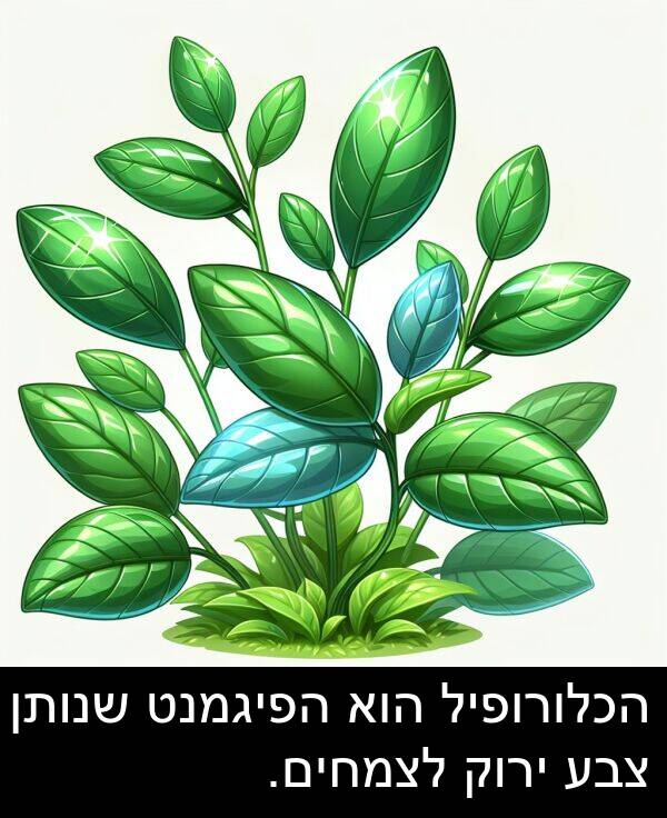 צבע: הכלורופיל הוא הפיגמנט שנותן צבע ירוק לצמחים.
