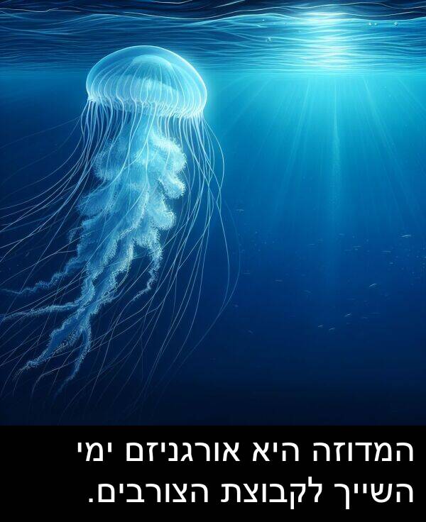 אורגניזם: המדוזה היא אורגניזם ימי השייך לקבוצת הצורבים.