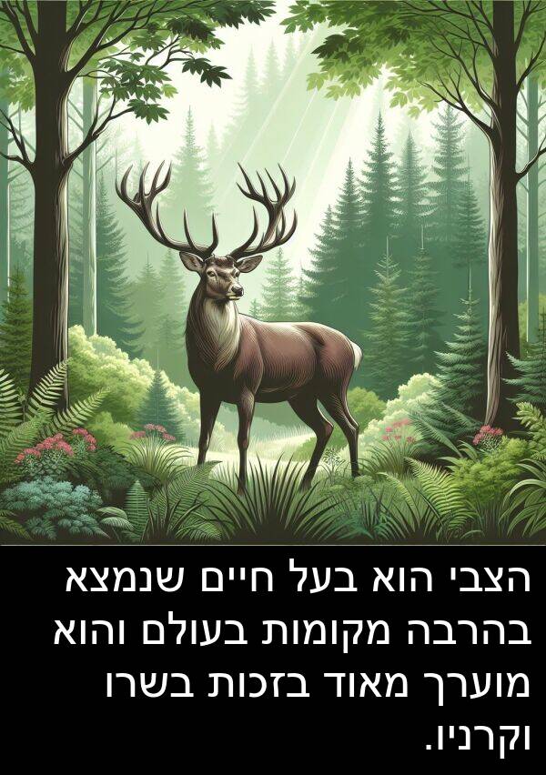 בהרבה: הצבי הוא בעל חיים שנמצא בהרבה מקומות בעולם והוא מוערך מאוד בזכות בשרו וקרניו.