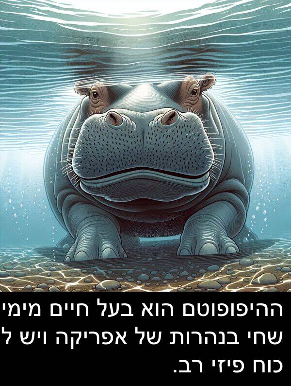 פיזי: ההיפופוטם הוא בעל חיים מימי שחי בנהרות של אפריקה ויש לו כוח פיזי רב.