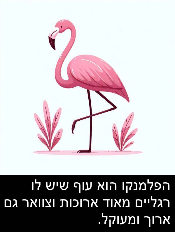 עוף: הפלמנקו הוא עוף שיש לו רגליים מאוד ארוכות וצוואר גם ארוך ומעוקל.
