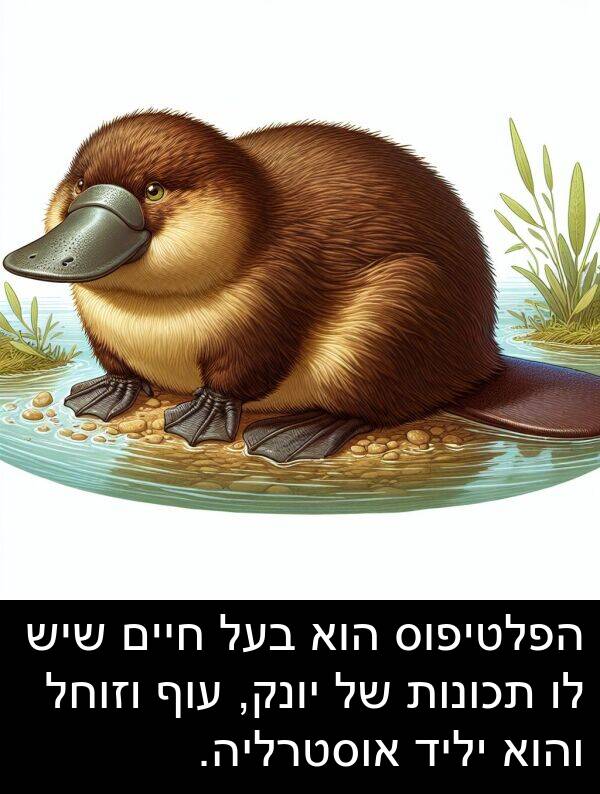 עוף: הפלטיפוס הוא בעל חיים שיש לו תכונות של יונק, עוף וזוחל והוא יליד אוסטרליה.