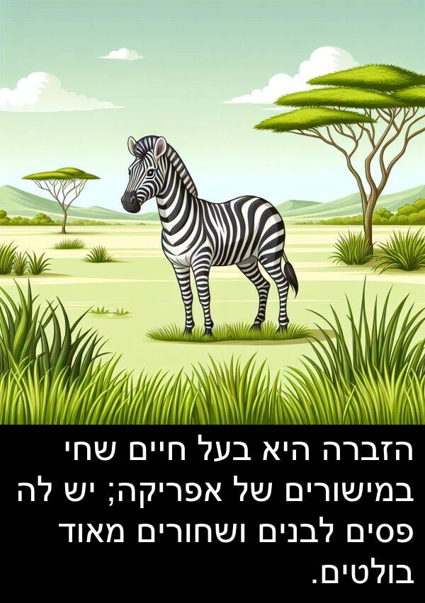 פסים: הזברה היא בעל חיים שחי במישורים של אפריקה; יש לה פסים לבנים ושחורים מאוד בולטים.