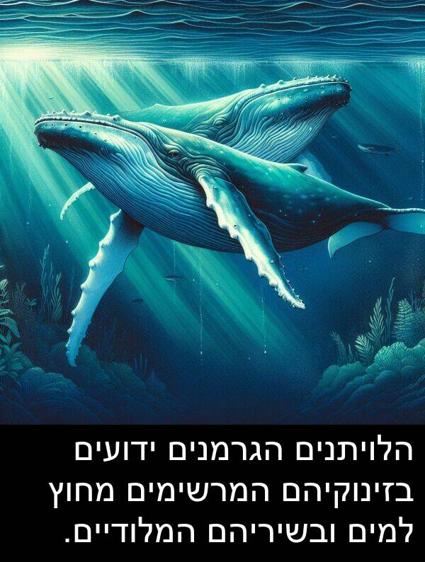 ובשיריהם: הלויתנים הגרמנים ידועים בזינוקיהם המרשימים מחוץ למים ובשיריהם המלודיים.