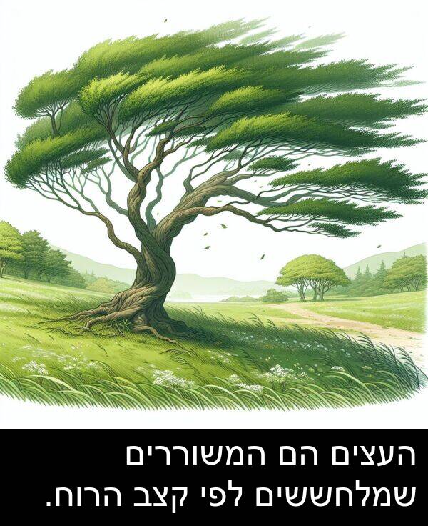 קצב: העצים הם המשוררים שמלחששים לפי קצב הרוח.