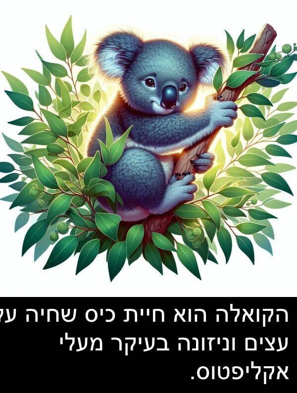 עצים: הקואלה הוא חיית כיס שחיה על עצים וניזונה בעיקר מעלי אקליפטוס.