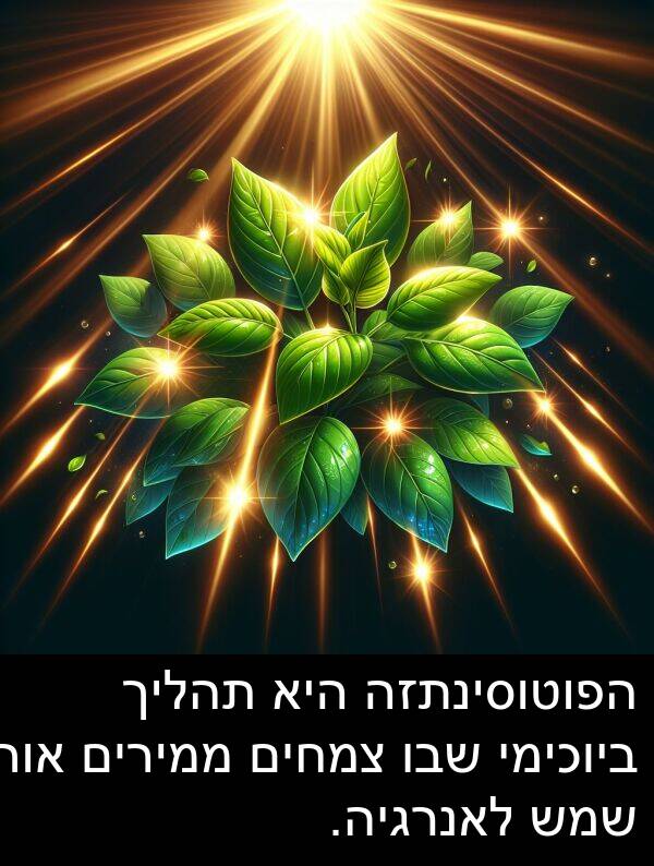 ממירים: הפוטוסינתזה היא תהליך ביוכימי שבו צמחים ממירים אור שמש לאנרגיה.