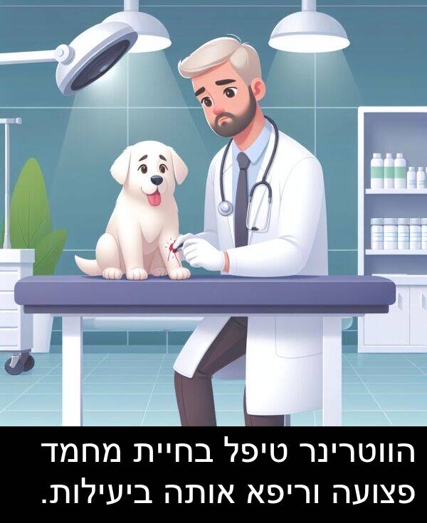 טיפל: הווטרינר טיפל בחיית מחמד פצועה וריפא אותה ביעילות.