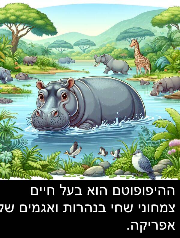 צמחוני: ההיפופוטם הוא בעל חיים צמחוני שחי בנהרות ואגמים של אפריקה.