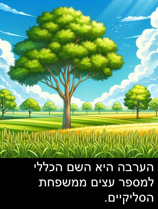 עצים: הערבה היא השם הכללי למספר עצים ממשפחת הסליקיים.