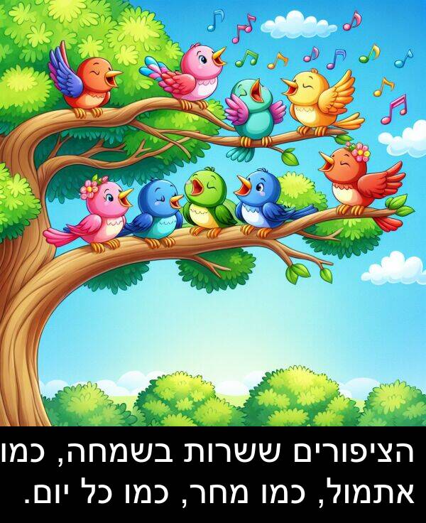 הציפורים: הציפורים ששרות בשמחה, כמו אתמול, כמו מחר, כמו כל יום.