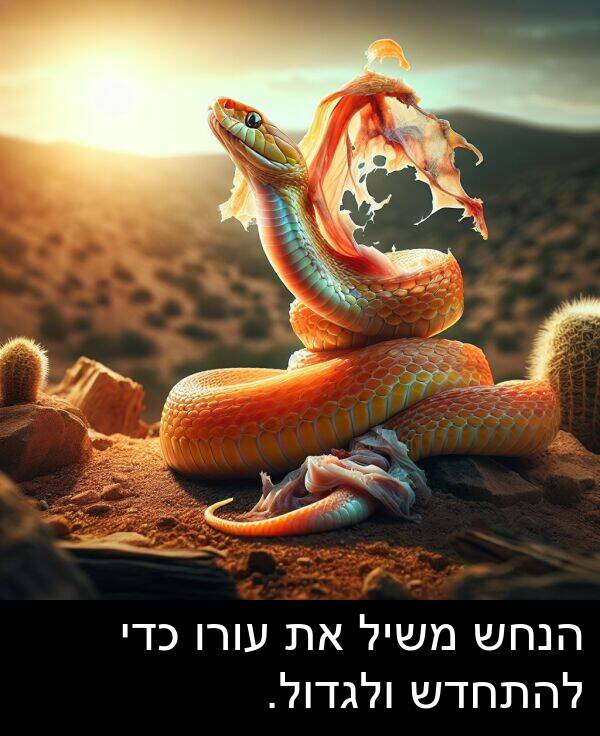 משיל: הנחש משיל את עורו כדי להתחדש ולגדול.