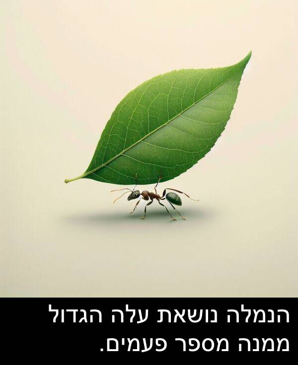 עלה: הנמלה נושאת עלה הגדול ממנה מספר פעמים.