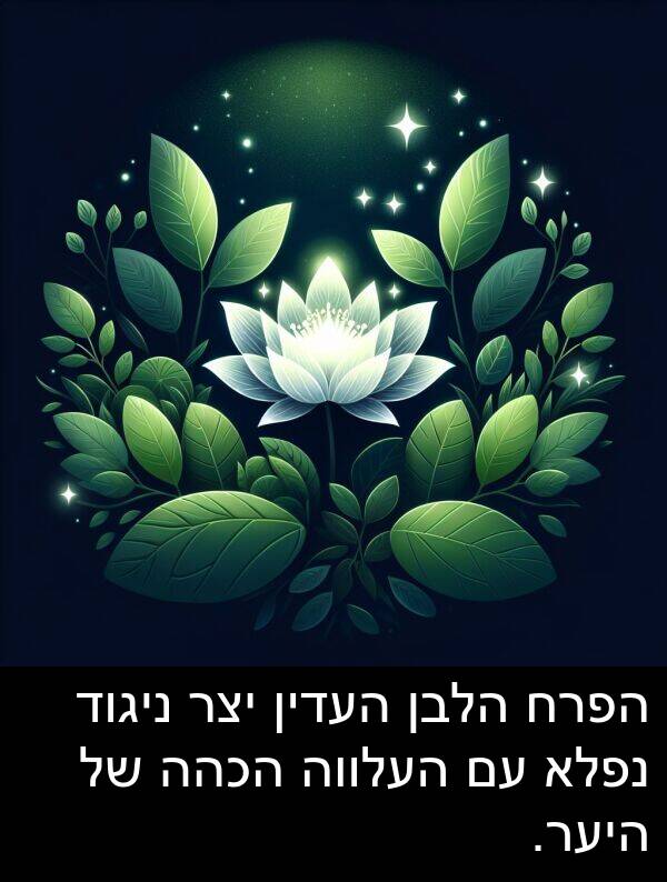 ניגוד: הפרח הלבן העדין יצר ניגוד נפלא עם העלווה הכהה של היער.