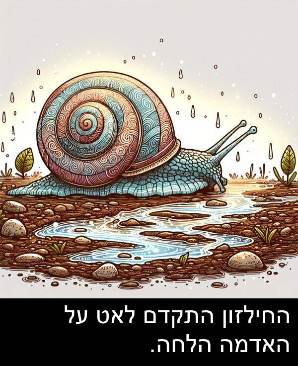 האדמה: החילזון התקדם לאט על האדמה הלחה.