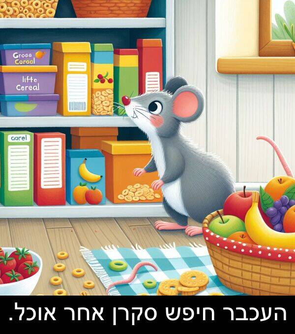אחר: העכבר חיפש סקרן אחר אוכל.