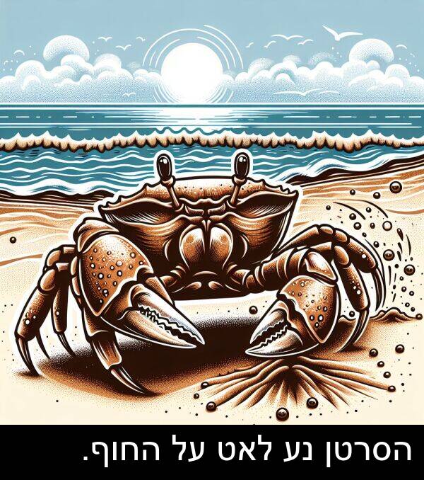 החוף: הסרטן נע לאט על החוף.
