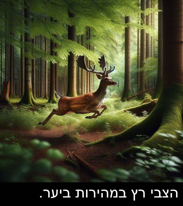 הצבי: הצבי רץ במהירות ביער.
